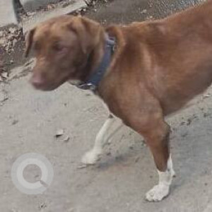 Found: Brown Male Indie Dog from Nirman Aura, Ambegaon-2