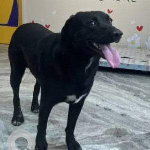 A Black Labrador Dog Found from Rajarajeshwari Nagar, Bengaluru