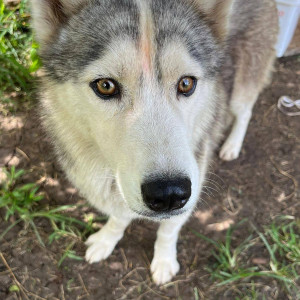A White and Grey Husky Dog Found from Pimple Saudagar, Pimpri Chinchwad-3