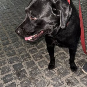 Found: Black Male Labrador Dog from Kotla Mubarakpur, South Extension