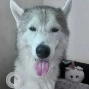 A White and Grey Siberian Husky Dog Missing from Hongasandra, Bengaluru-3