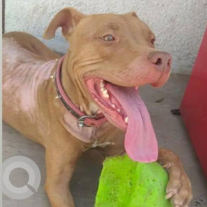 Missing: Brown Female Pitbull Dog from Bhekrainagar fursungi, Pune