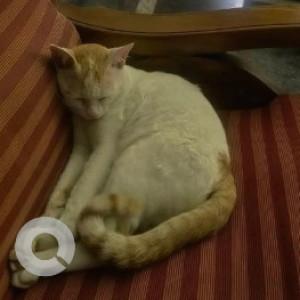 A White-Brown Mix Indie Cat Missing from Halasuru, Bengaluru-2