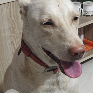 A White Indie Dog Found from Maduravoyal, Chennai-2