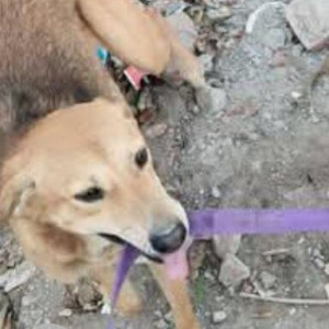 A Black and Brown Indie Dog Missing from 96A, Zirakpur