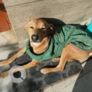 A Black and Brown Indie Dog Missing from 96A, Zirakpur-2