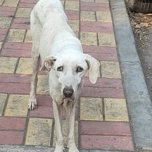 Found: White Female Indie Dog from NIBM Chowk, close to Baker's point