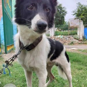 A Black and White Indie Dog Found from Shubash Nagar, Mysore, Karnataka