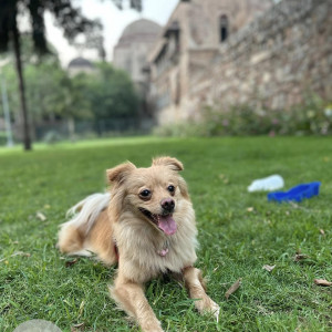Missing: Golden Female Pomeranian Dog from Wazir nagar, Guli 1 Kotla, Mubarakpur, Delhi-2