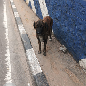 Found: Black and Brown Male Indie Dog from Windsor Manor-2