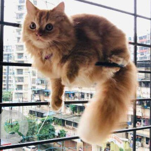 Brown Female Persian Cat Cat is Missing from kamothe sector 36-2