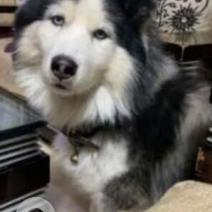 A White and Grey Husky Dog Missing from Indraprastha Extension, New Delhi
