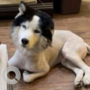 A White and Grey Husky Dog Missing from Indraprastha Extension, New Delhi-2