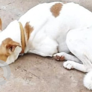 Missing: White-Brown Mix Male Indie Dog from Karulewada, Mopapernem-3