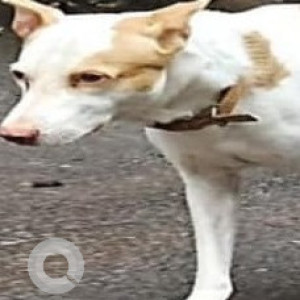 Missing: White-Brown Mix Male Indie Dog from Karulewada, Mopapernem