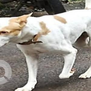 Missing: White-Brown Mix Male Indie Dog from Karulewada, Mopapernem-2