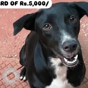 Missing: Black and White Female Indie Dog from Nagaon