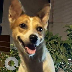 Missing: White-Brown Mix Male Indie Dog from Matarpada Amboli, Andheri West