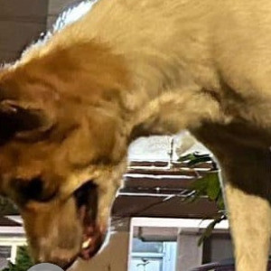 Missing: White-Brown Mix Male Indie Dog from Matarpada Amboli, Andheri West-2