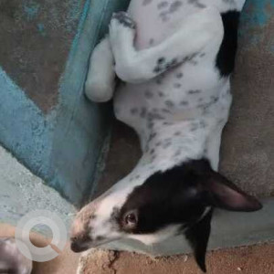 Missing: Black and White Female Indie Dog from Ambattur, Chennai