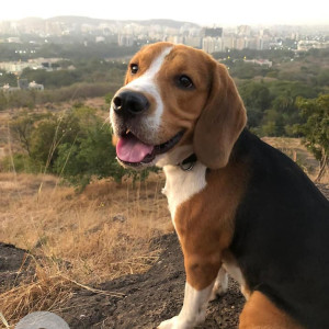 Missing: White-Brown Mix Male Beagle Dog from ARAI TEKDI law college