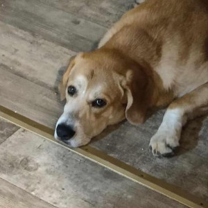 Missing: Light Brown Male Labrador Retriever Dog from King Ridge Road, Dowelltown
