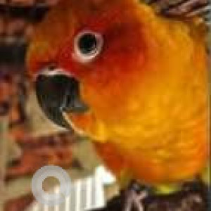 Missing: Orange Male Sun Conure Bird from Sai Nagar, Thuraipakkam-3