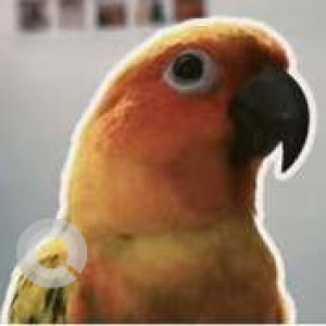 Missing: Orange Male Sun Conure Bird from Sai Nagar, Thuraipakkam-2