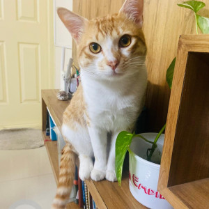 Missing: White-Brown Mix Male Indie Cat from D-mart, Varthur Road, Siddapura