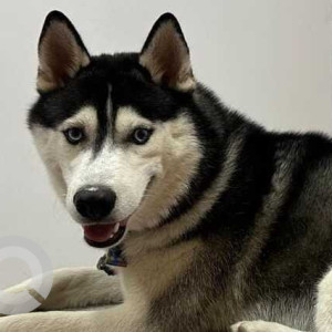 Missing: Black and White Male Siberian Husky Dog from Greater Noida