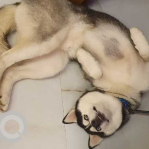 Missing: Black and White Male Siberian Husky Dog from Greater Noida-2