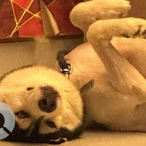 Missing: Black and White Male Siberian Husky Dog from Greater Noida-3