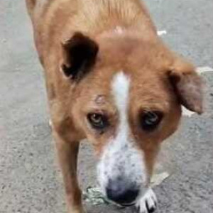 Missing: Brown Male Indie Dog from 7th Main Rd, Subash Nagar, Kengeri Satellite Town, Bengaluru, Ramasandra-2