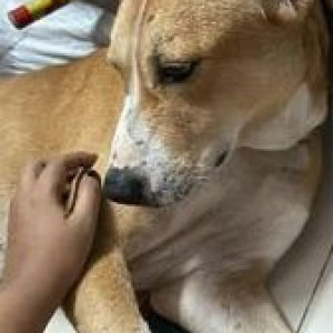 Brown Male Indie Dog is Missing from Poonam Sagar complex Mira road East-2
