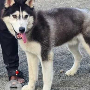 White and Grey Male Husky Dog is Missing from Ravet area