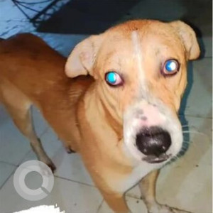 Brown Male Indie Dog is Missing from Poonam Sagar complex Mira road East-3