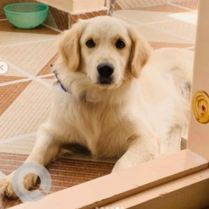 A White Golden Retriever Dog Missing from Kaveri Pura, Bengaluru