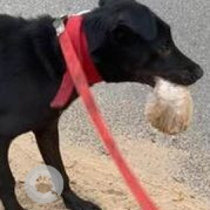 Missing: Black Male Indie Dog from Sector 35, Chandigarh-2