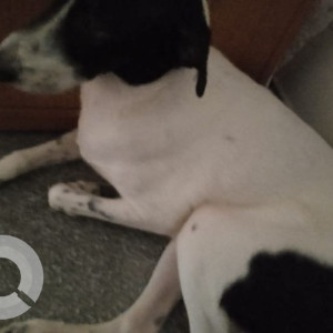 Missing: Black and White Male Indie Dog from Subji Mandi, sector 26, , Chandigarh