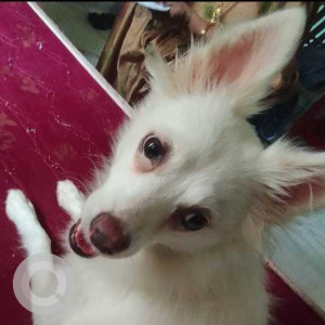 Missing: White Female Pomeranian Dog from Narendra Nagar Colony, Ameenpur-2