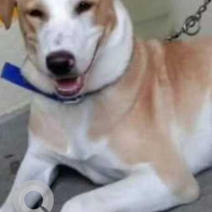 Missing: White-Brown Mix Male Indie Dog from Yellamabanda-2