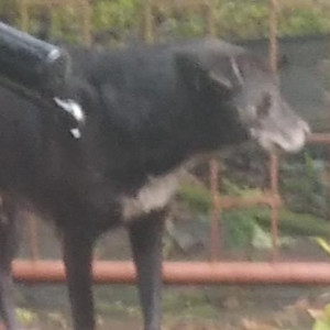 Missing: Black and White Male Indie Dog from Porvorim, Pundalik Nagar area