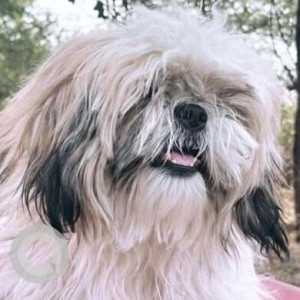 Missing: Black and White Male Shih Tzu Dog from Madaram