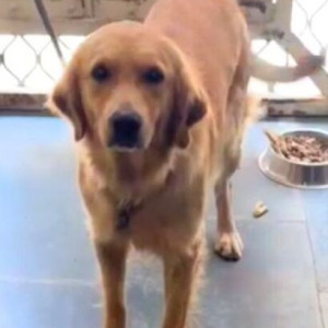A Brown Golden Retriever Dog Missing from Delhi Cantonment, New Delhi