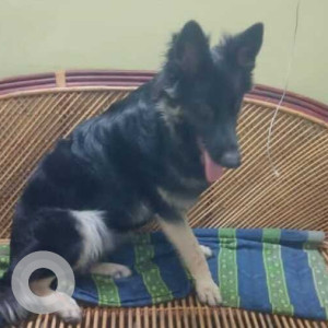 Missing: Black Female German Shepherd Dog from Guru Theatre in Madurai