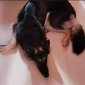 Missing: Black Female German Shepherd Dog from Guru Theatre in Madurai-2