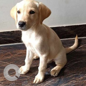 White Female Labrador Dog is Missing from Katni samdhariya madhav nagar
