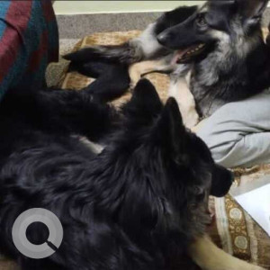 Missing: Black Female German Shepherd Dog from Guru Theatre in Madurai-3
