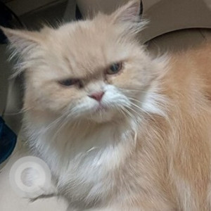 Missing: White-Brown Mix Female Persian Cat from Models Status, Dona Paula-Goa
