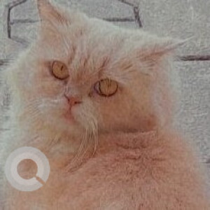 Missing: White-Brown Mix Female Persian Cat from Models Status, Dona Paula-Goa-2